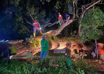 Pohon Tumbang Timpa Motor dan Mobil di Jalan Raya Puncak – Ciloto