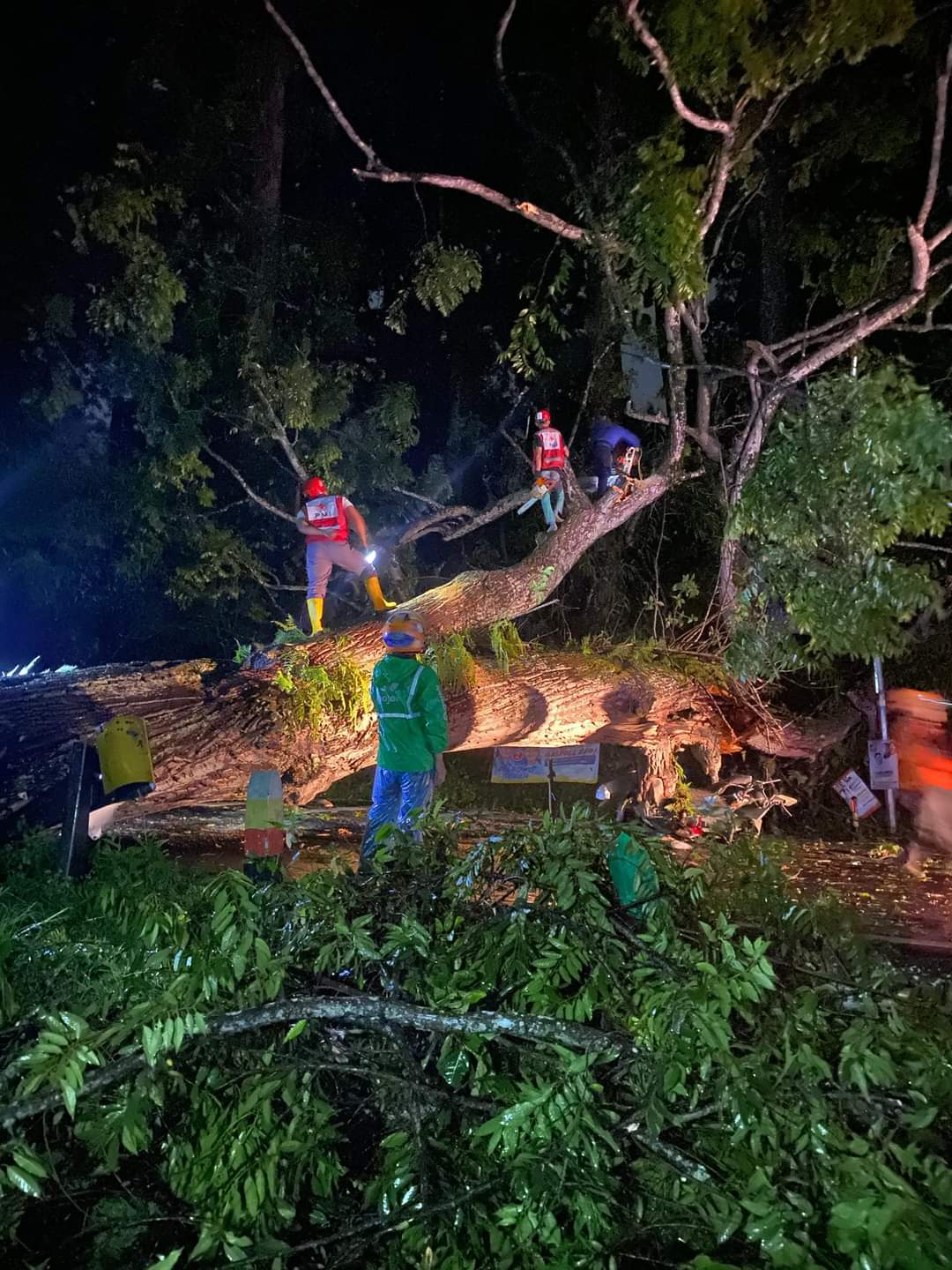 Pohon Tumbang Timpa Motor dan Mobil di Jalan Raya Puncak - Ciloto