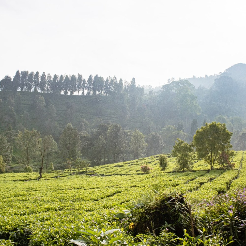 Puncak Pass Bogor-Cianjur, Singgah di Jalur Pegunungan