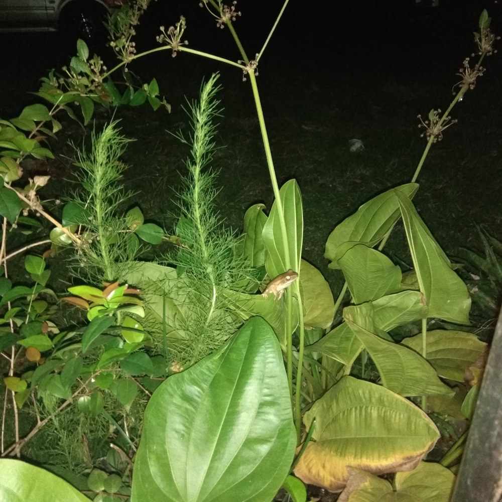 Griya Palayu