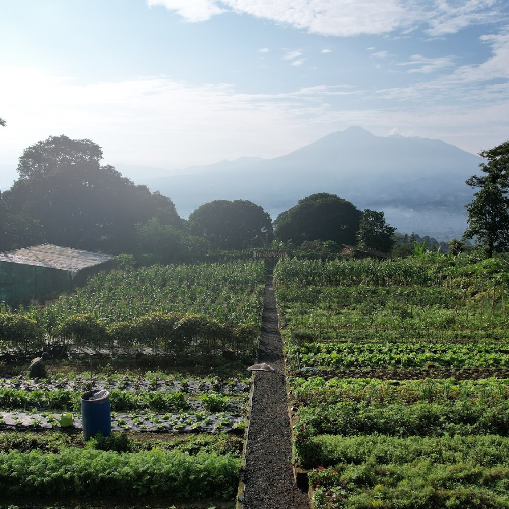 BSP Farm