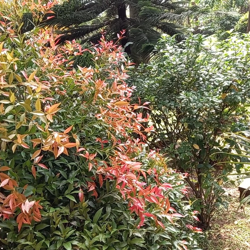 Kebun Palem Leuwiliang