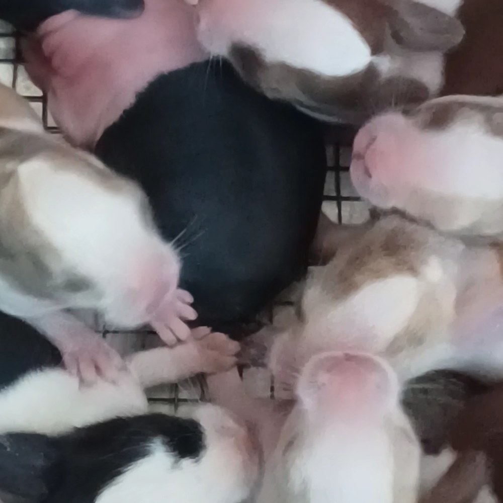 Kelinci Hias Parung Pet Hotel And Clinic