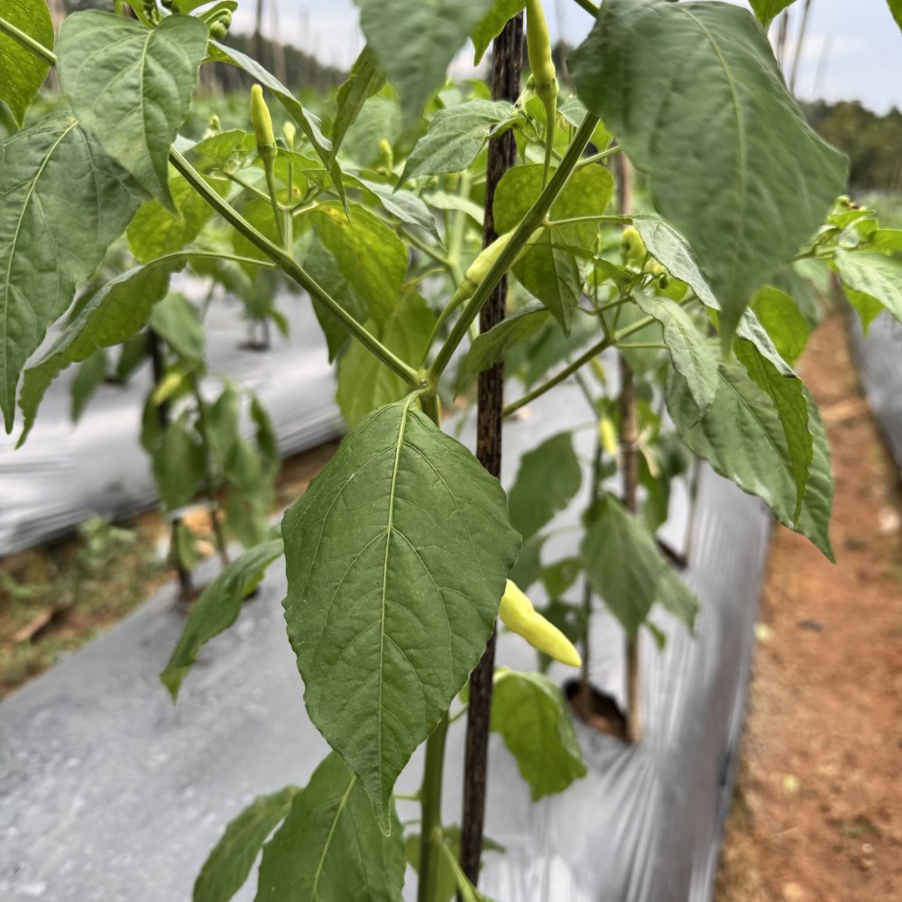 Agrowisata Kebun Cabe