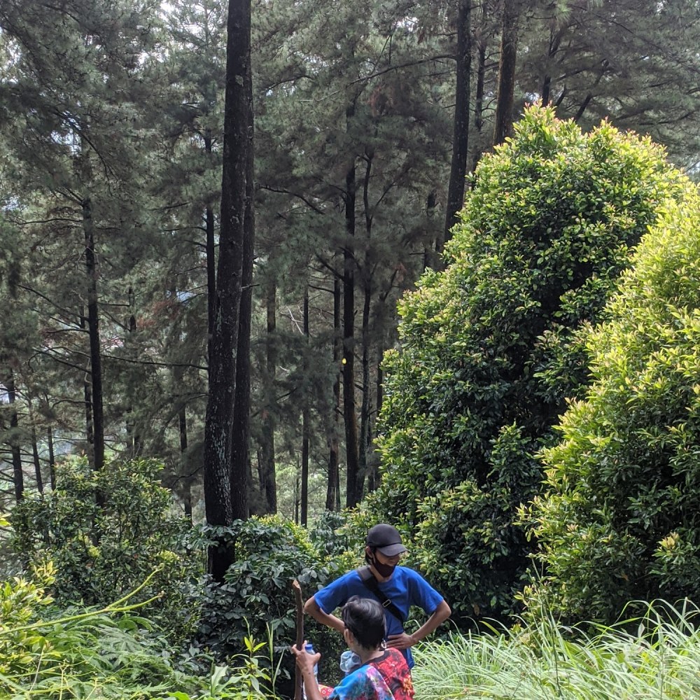 Bukit Pinus