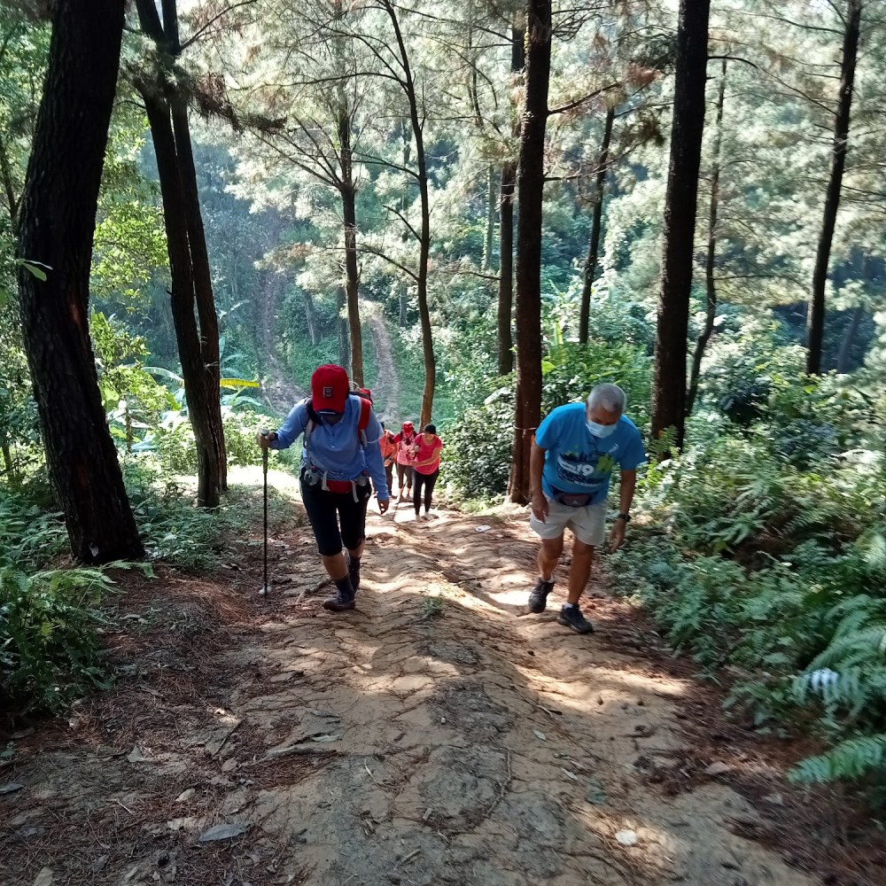 HUTAN PINUS ( Sentul eco edu tourism forest Office)