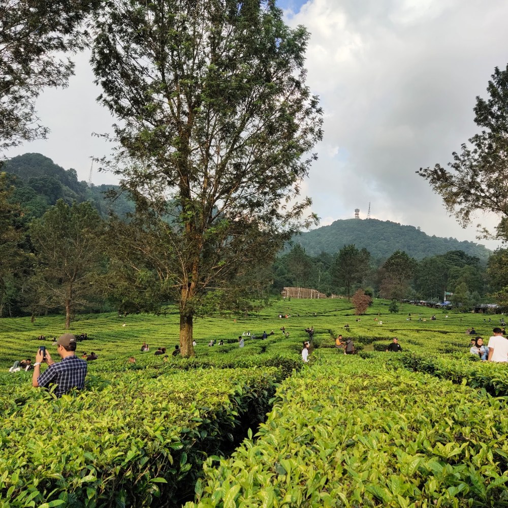 Kebun Teh Puncak Bogor