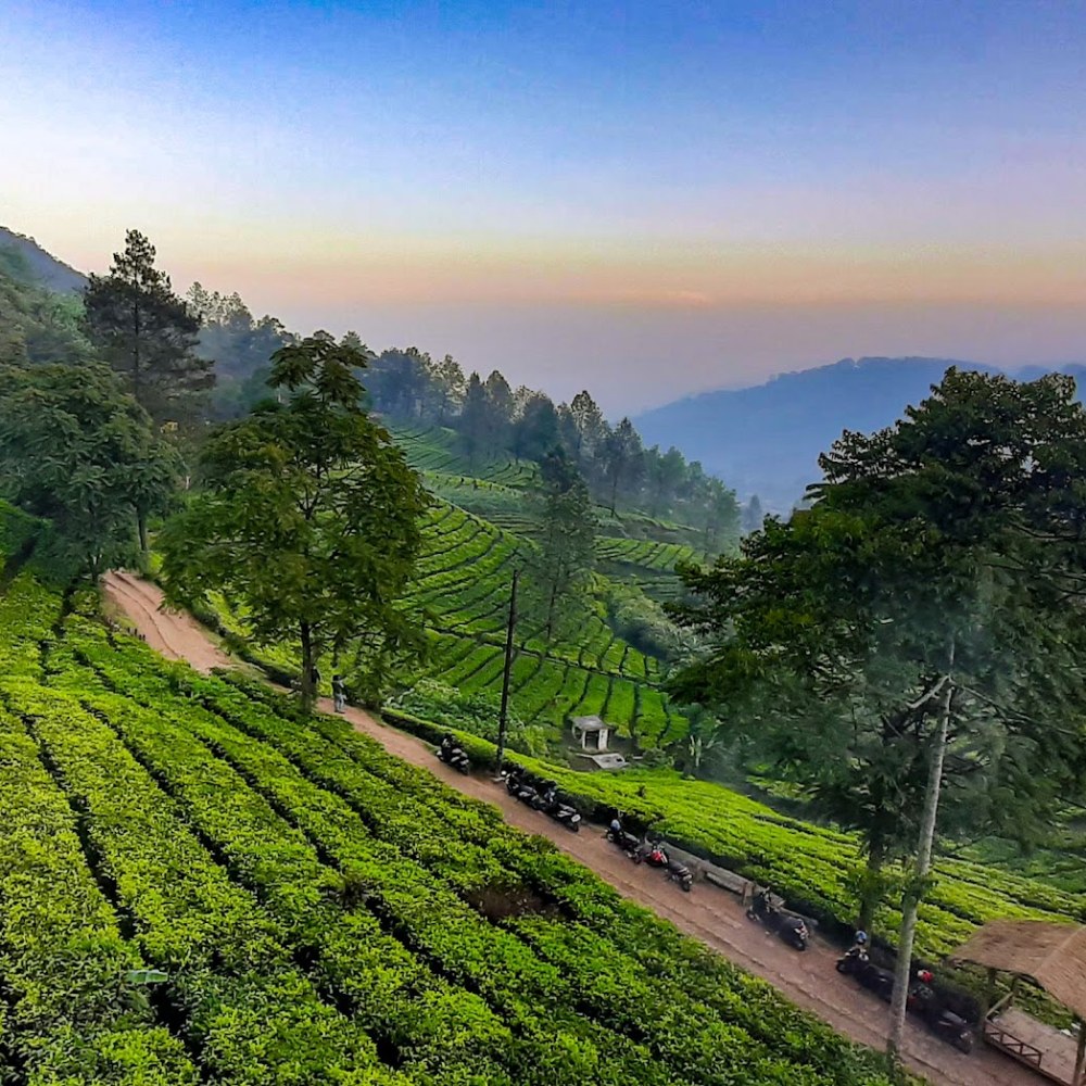 Kebun Teh Puncak Pass