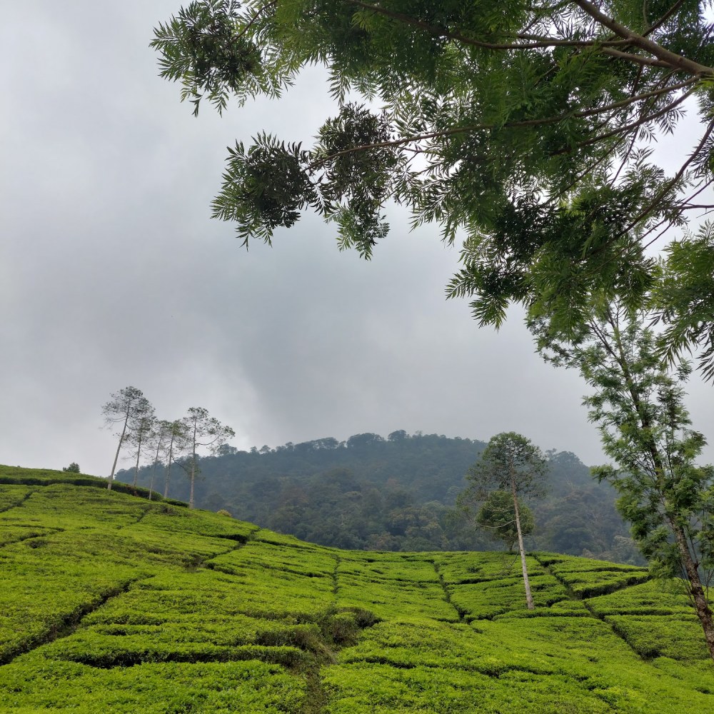 Kebun Teh Puncak Panoongan