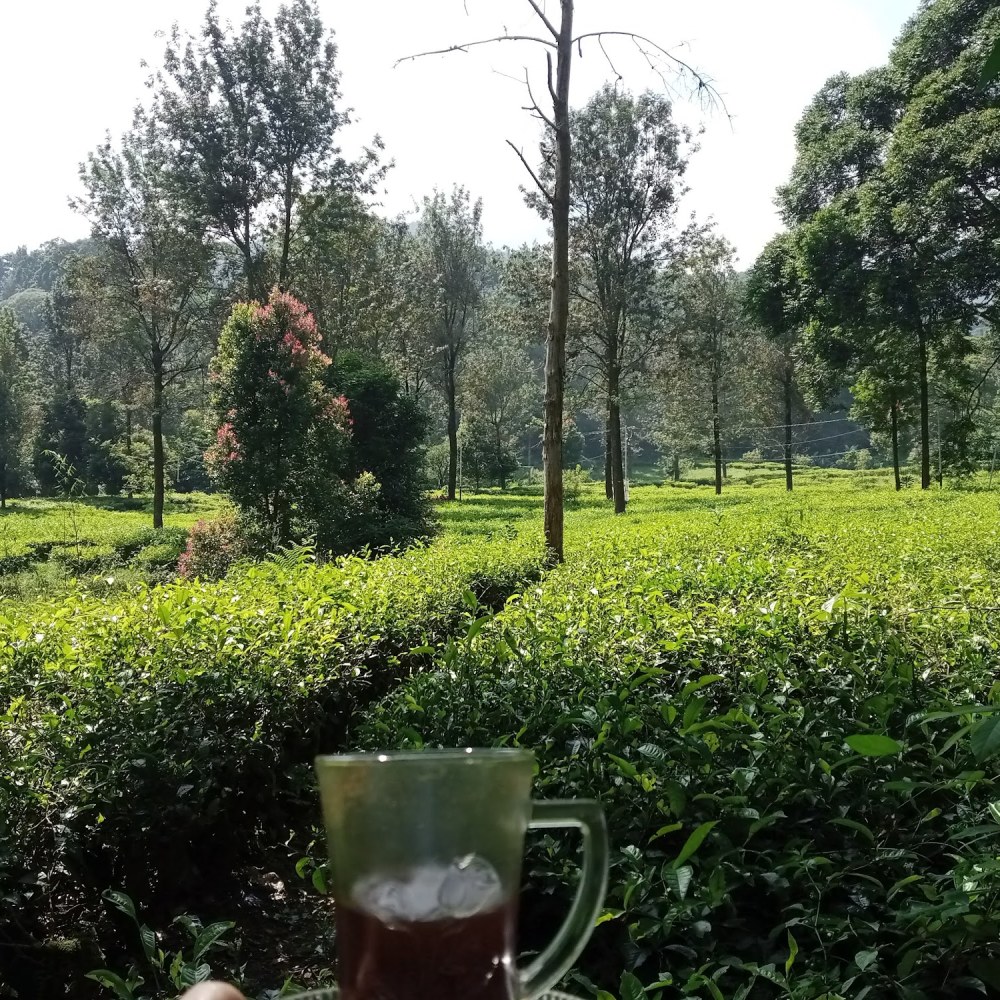 KEBUN TEH (KEBONHIJI PAKANCILAN KUTA)