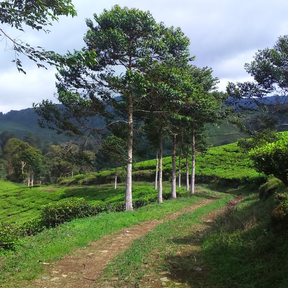 Perkebunan Teh Puncak