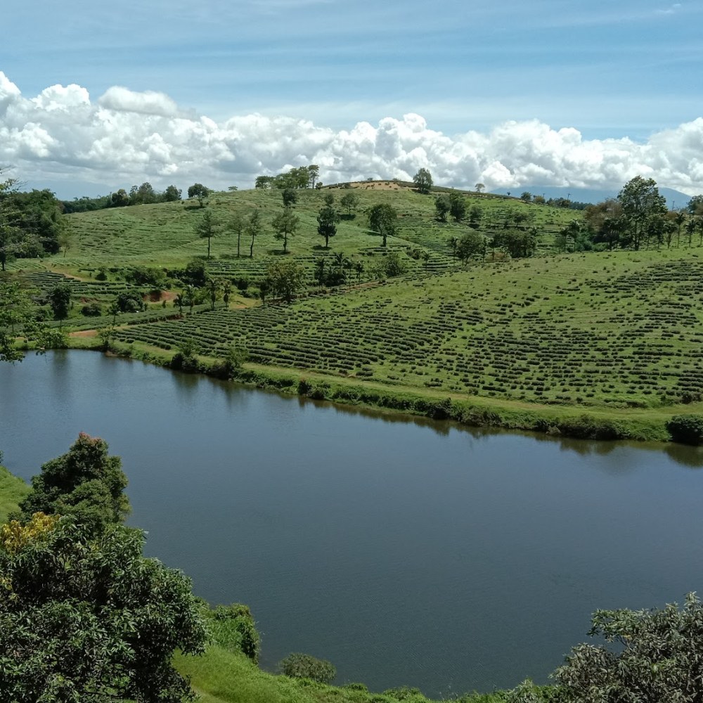 Kebun Teh Cirangsad
