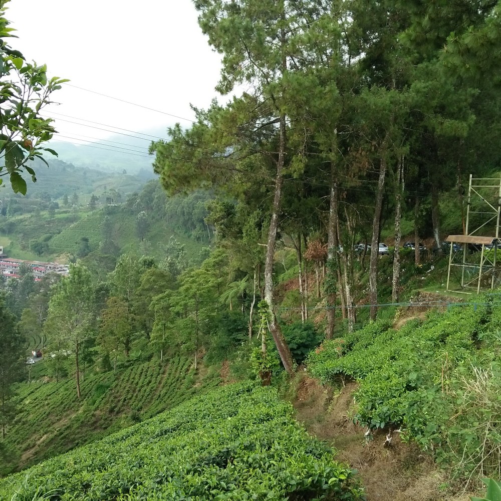 Kebun Gunung Mas