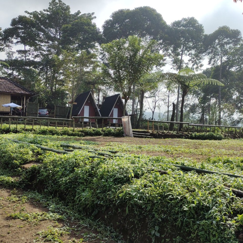 Wisata Perkebunan Teh Sukabumi 2