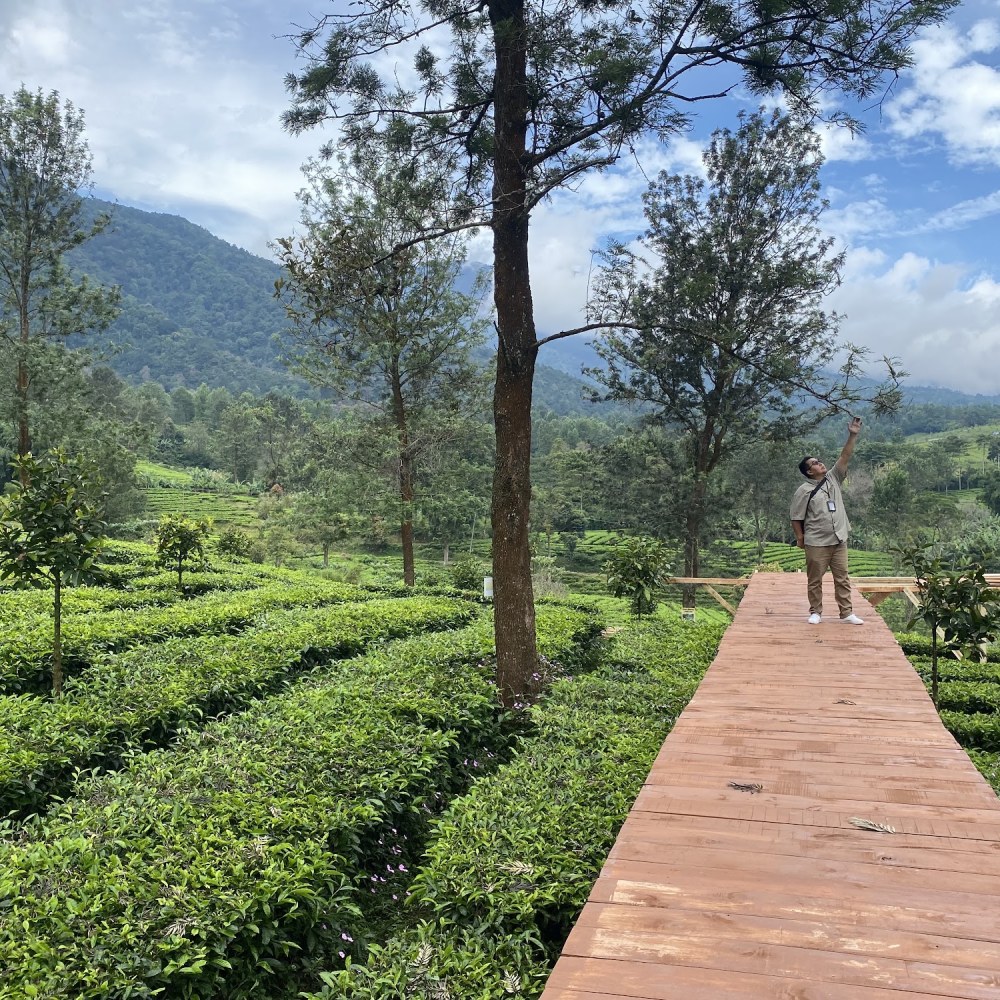 GUNUNG MAS TEA BRIDGE