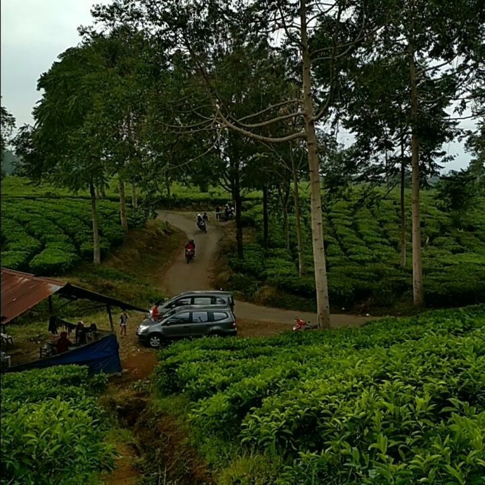 Spot selfi kebun teh-Ibu Runti