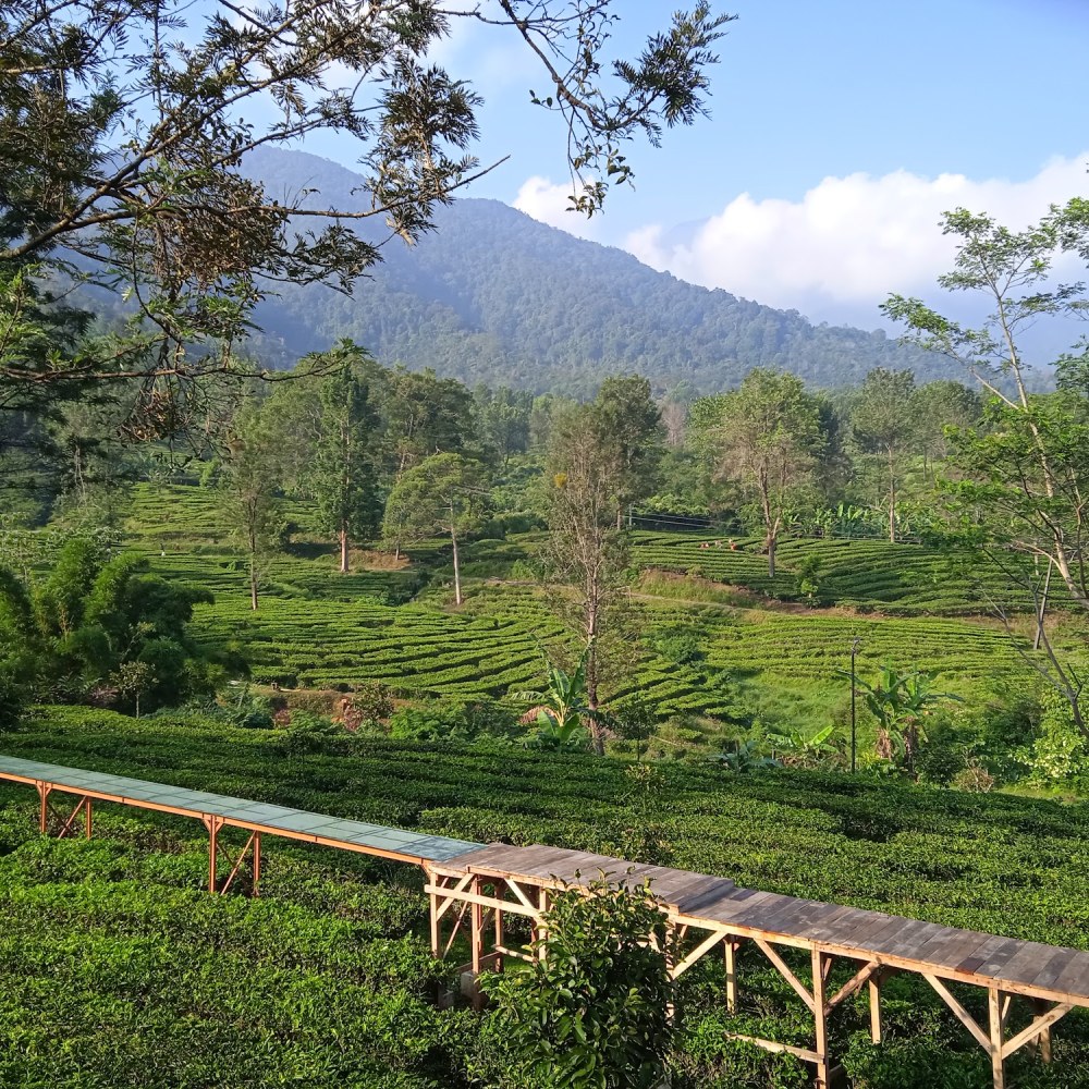 KEBUN TEH