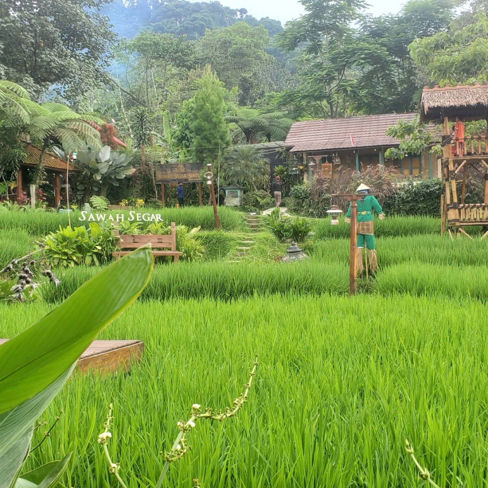 Sawah Segar Sentul