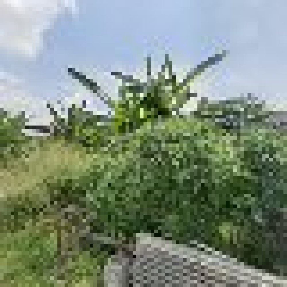 Tanah Kosong Kebun Pisang