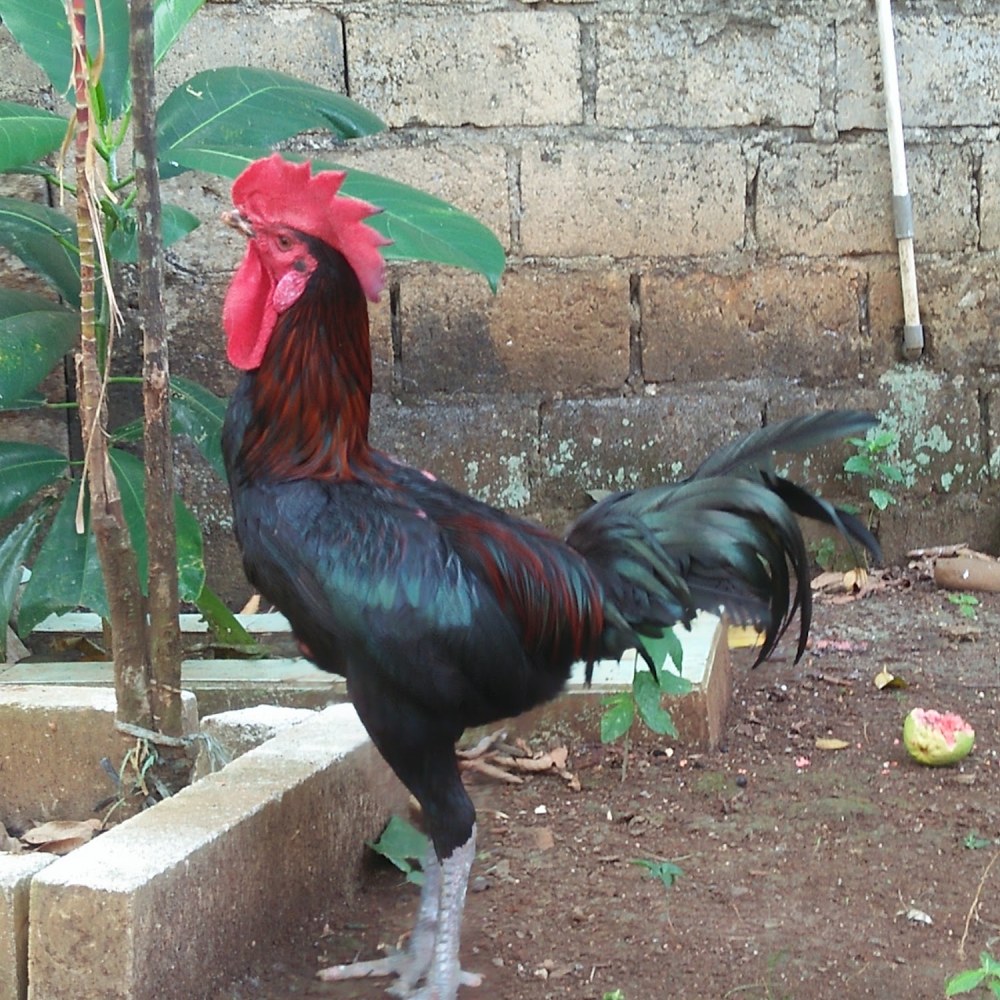 Peternak ayam pelung khas kincir air