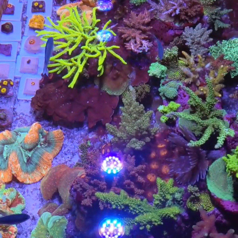 Blue Marine Aquarium