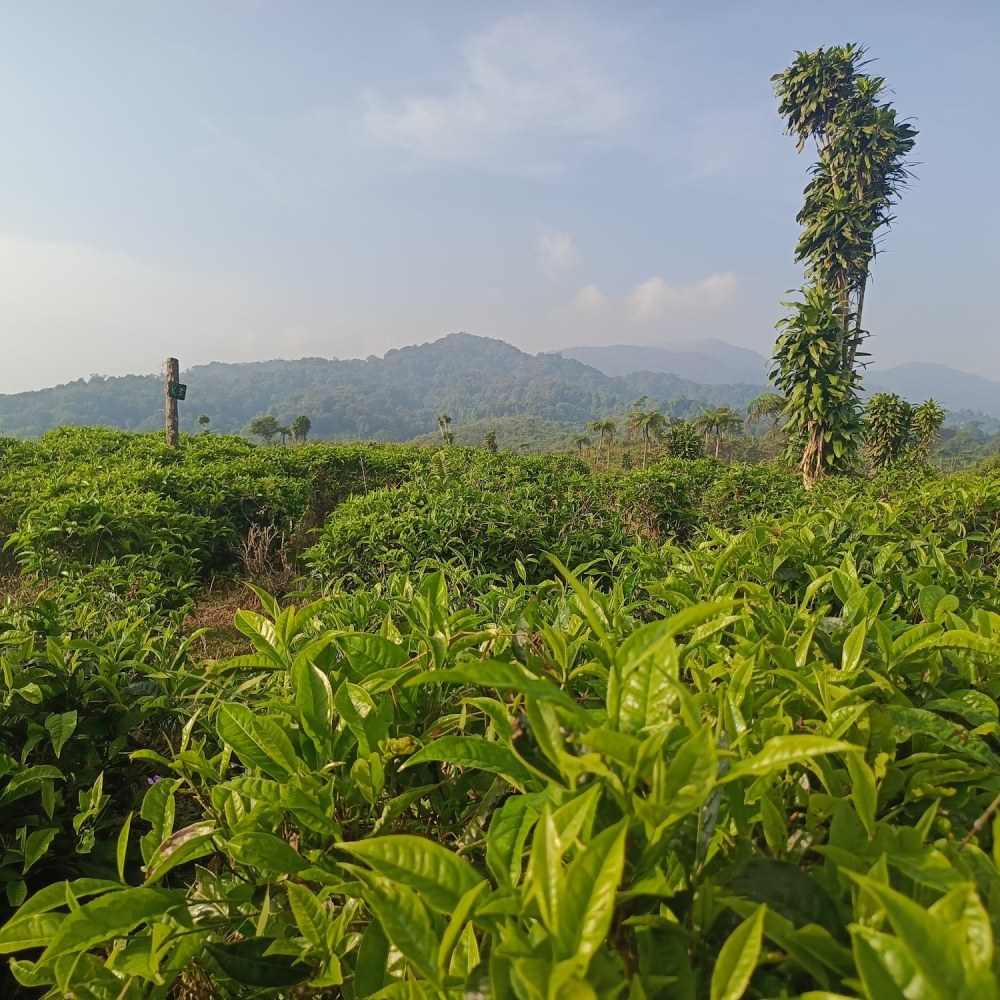 Kebun Teh Cisarua Halimun