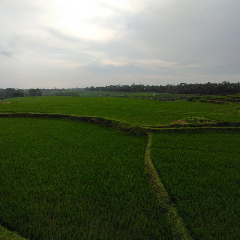 Wisata Alam Saung Sawah