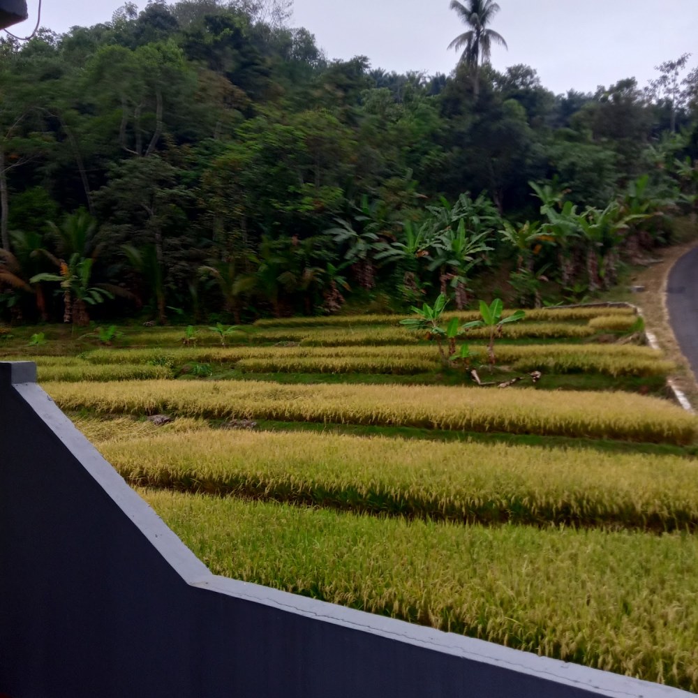 Kampoeng sawah