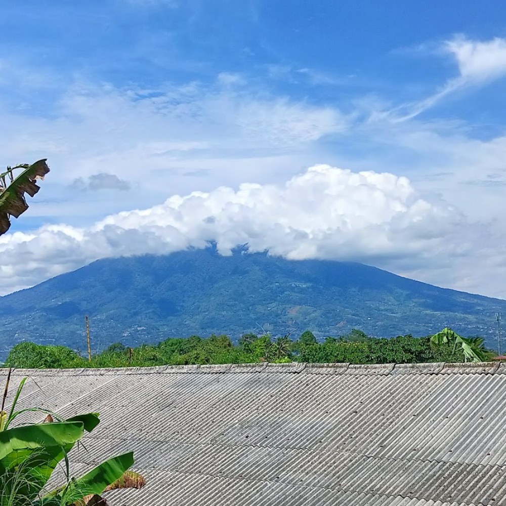 Perkebunan salak pondoh