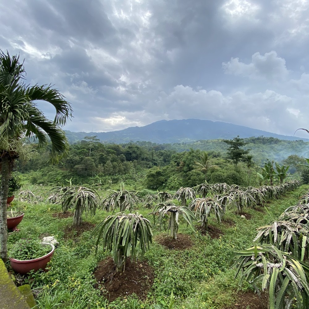 Kebun Durian Warso Farm