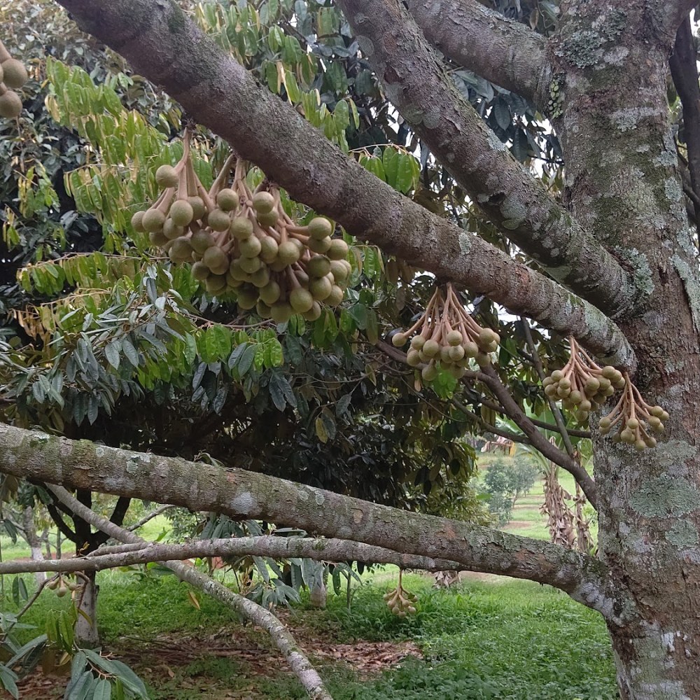 AnwarFarms