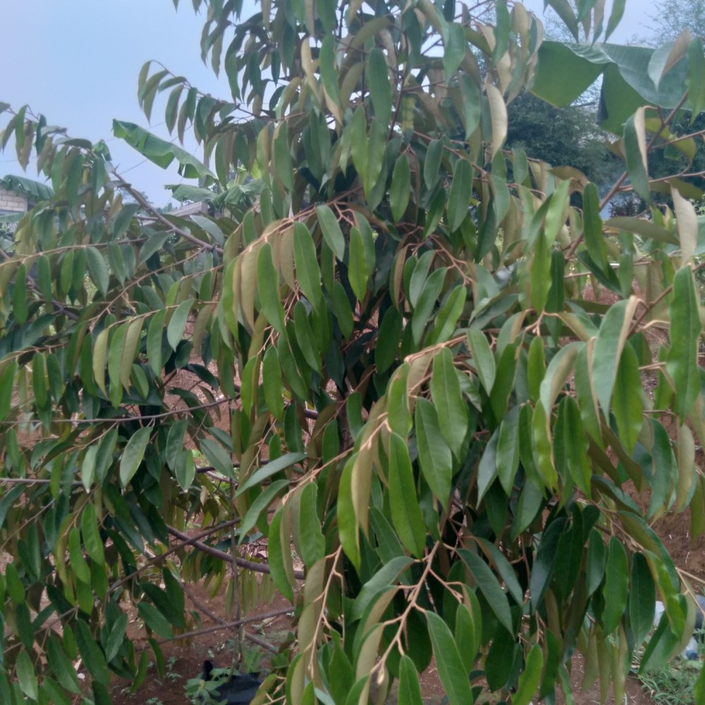 TEDINA FARM Kebun Durian & Alpukat