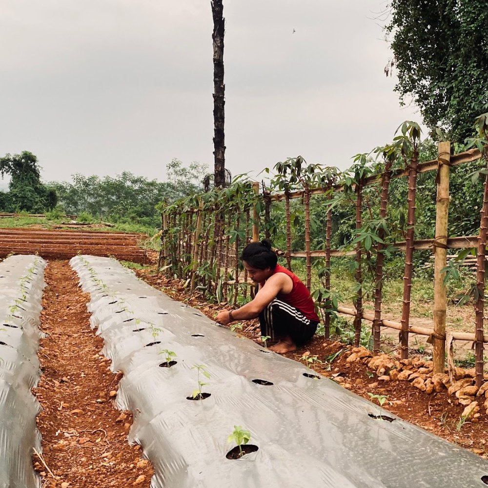 Ktmp Farm Agrowisata Pertanian Moderen