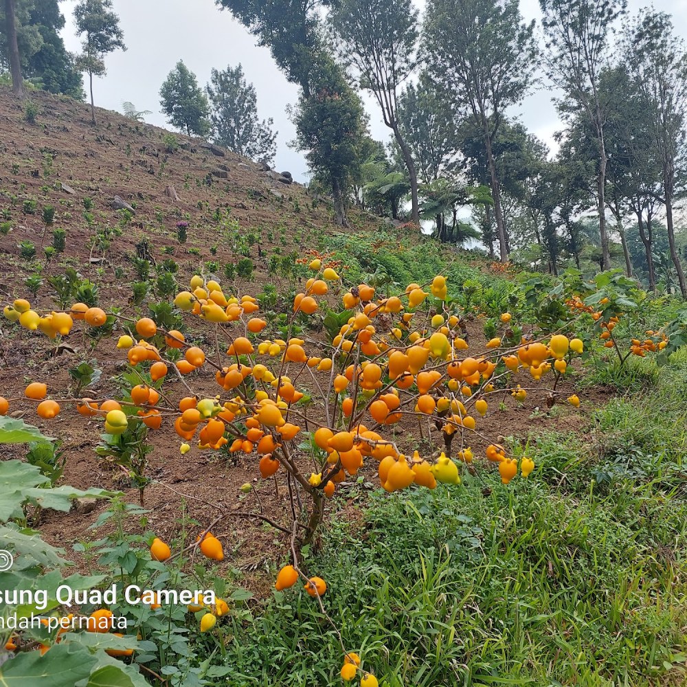 bukit hortensia