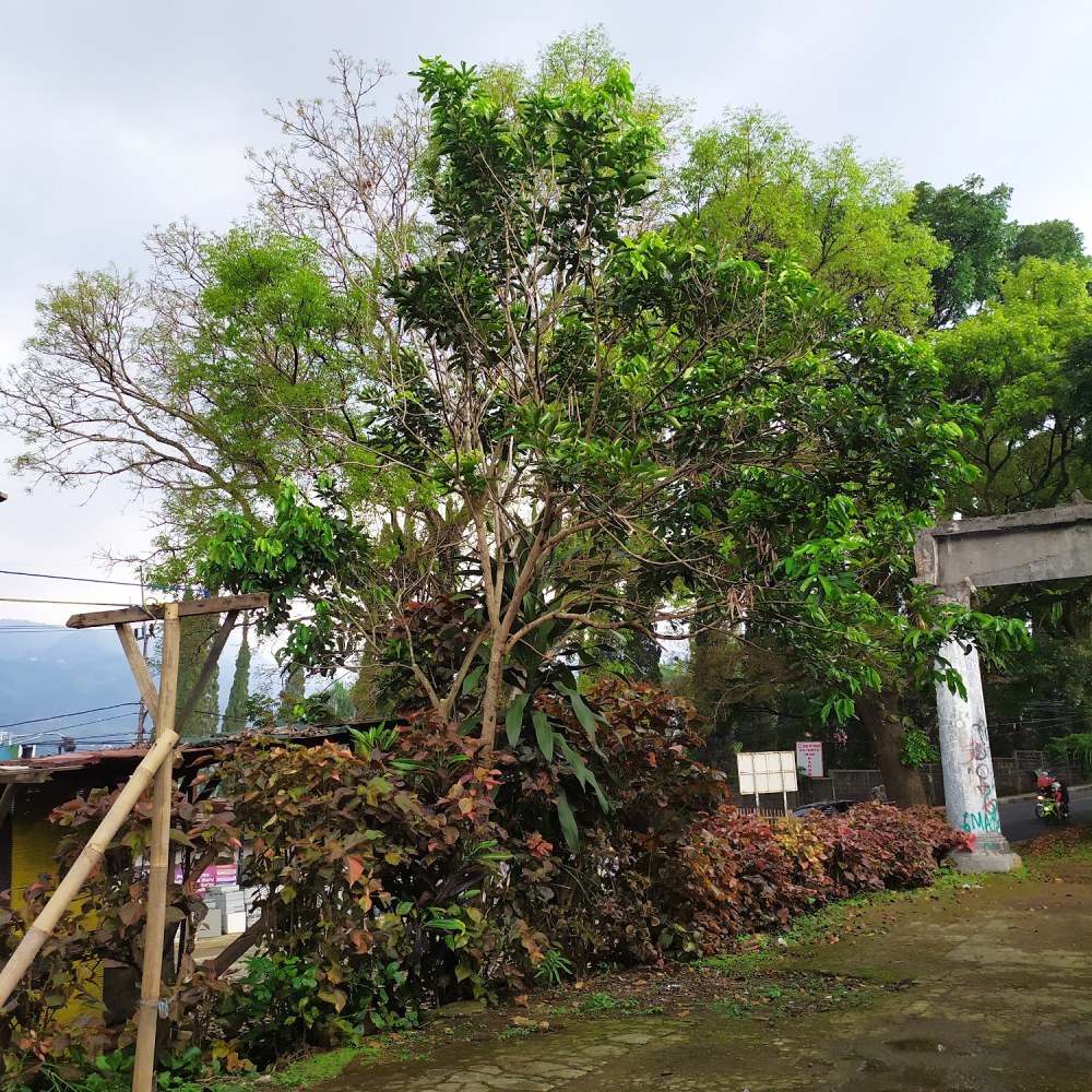 RES AREA' PUNCAK NGAHIJI