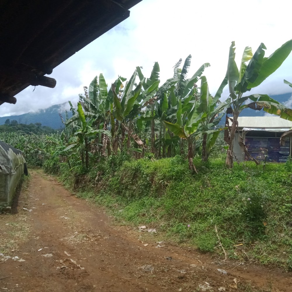 AGRO WISATA (KEBUN BUAH JAMBU)