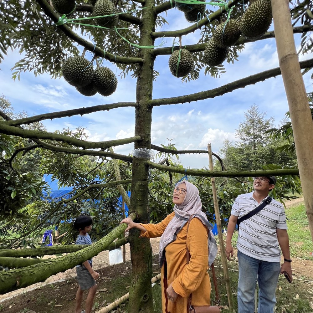 ALAM FARM DURIAN