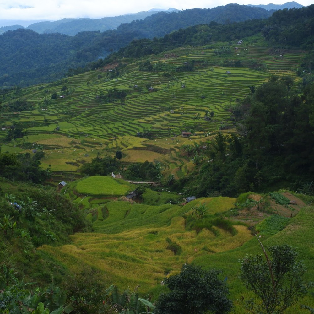 Sawah Terasering