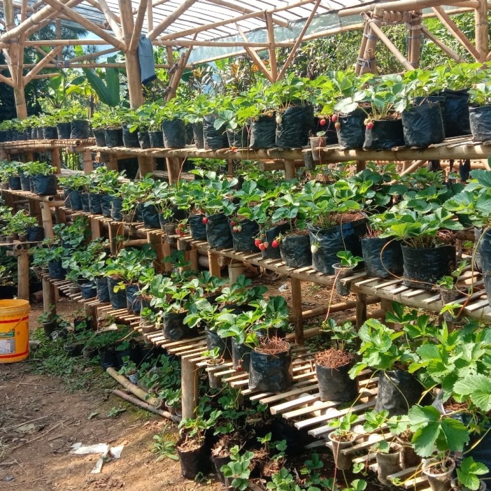 Kebun strawberry
