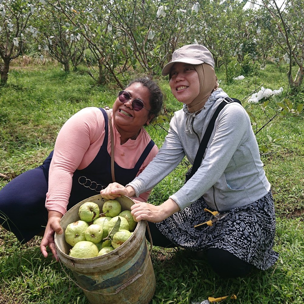 Kebun Jambu Kristal Elharawy