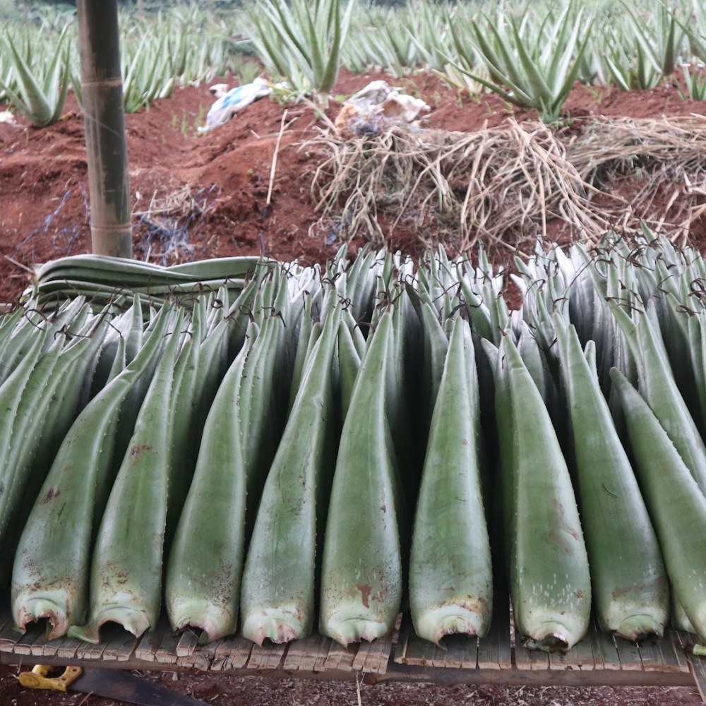 Kebun Lidah Buaya Herbavera X Suren