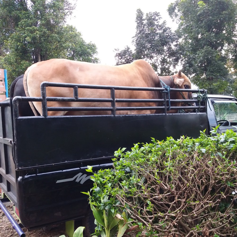 Peternakan Kerbau Sapi Sumber Alam Ciapus