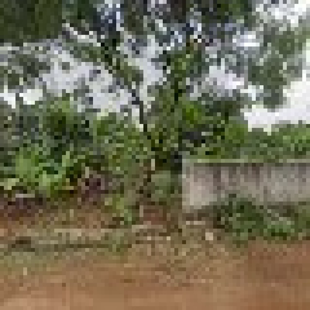Kebon Ara Bojong