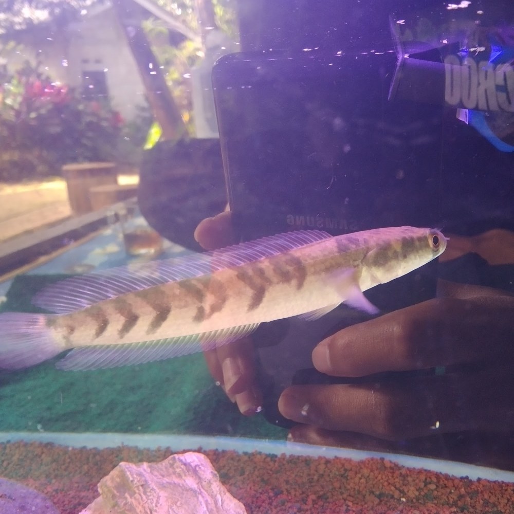 Saung Predator