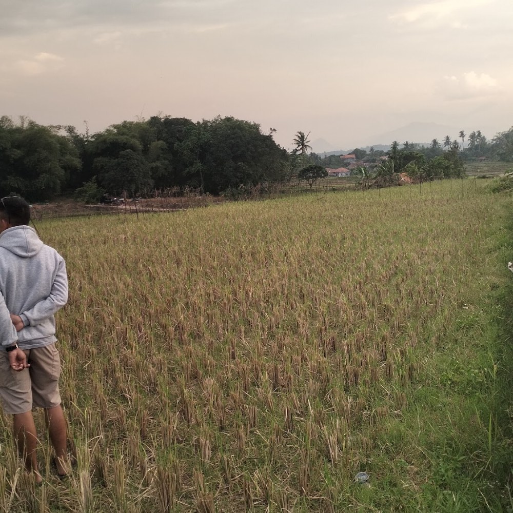 Sawah pak Umar (Iwan&Ucih) cariu