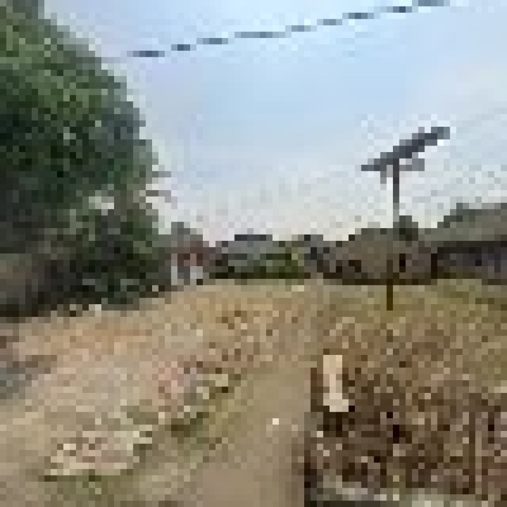 Kebon Almarhum Alan bin singkong