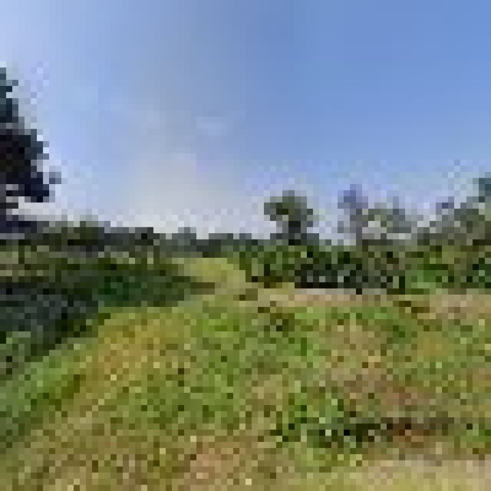 Kebun Kopi Ilham