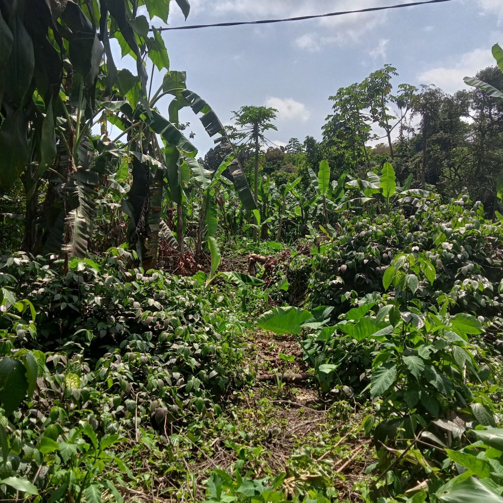 Kebun mba lia