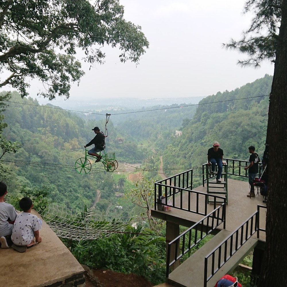 Daong Hutan Pinus