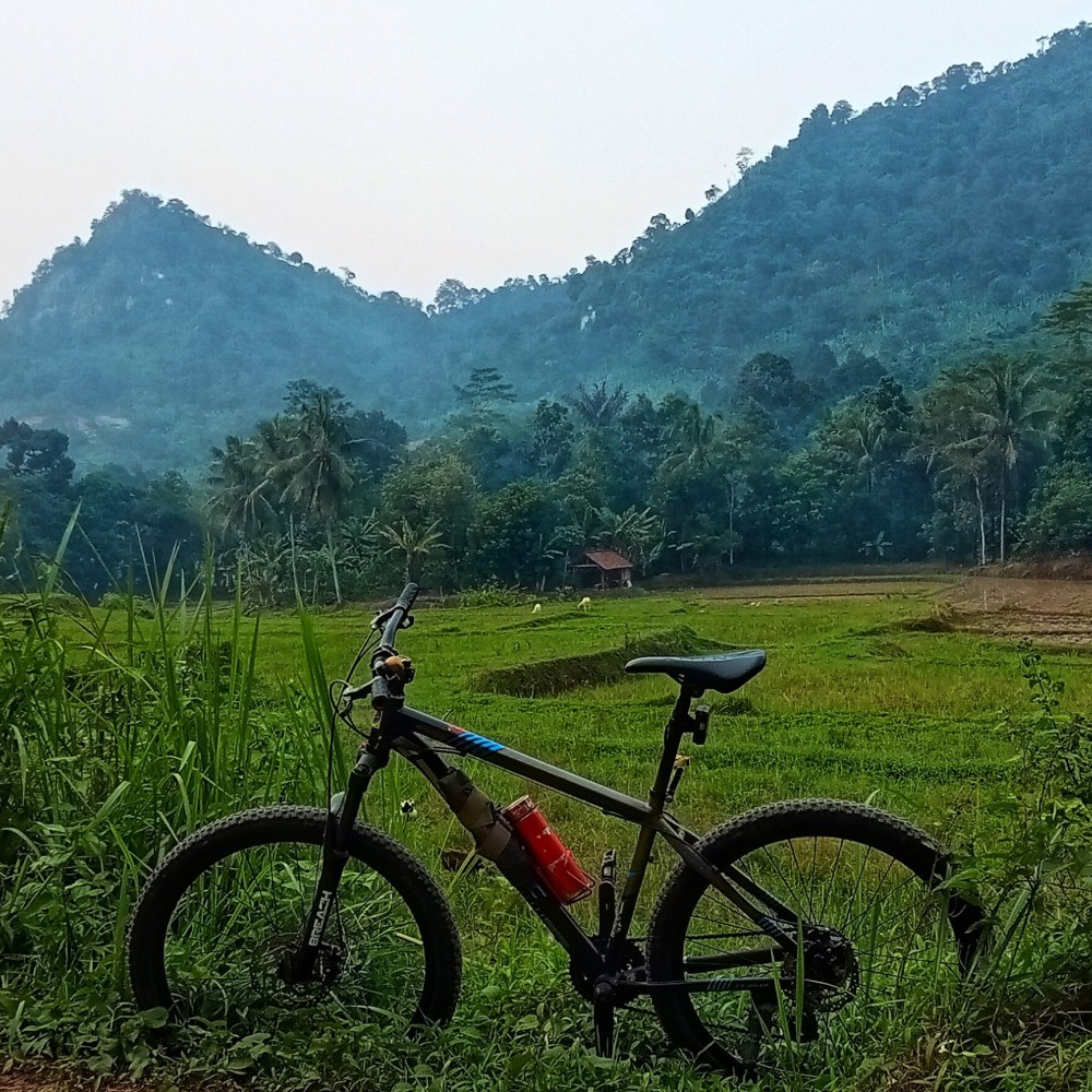 Bukit Cihalimun Pinus